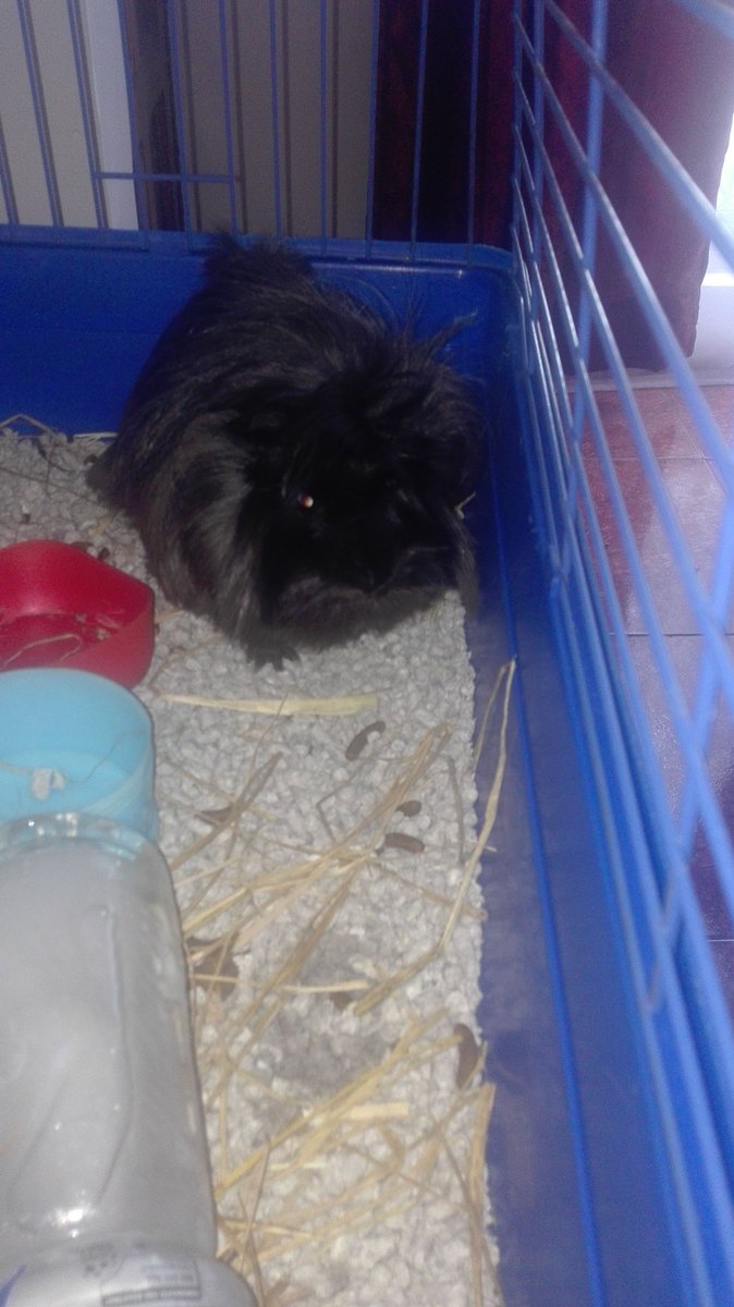DonCuiCui_90's tweet photo. Por fin es viernes y los gorditos lo saben!! #GuineaPigs #Cobayas #Morumotto #Cavys #Babies 🐹💗 https://t.co/MAV3BExjem