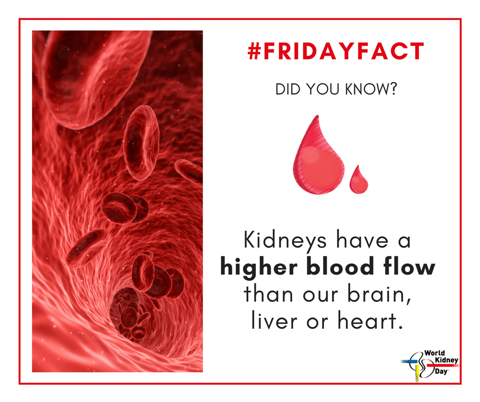 worldkidneyday's tweet photo. #FridayFact 
Kidneys have a higher blood flow than your brain, liver or heart!
Take care of your kidneys by keeping your blood pressure in check.
#WorldKidneyDay #KidneyFact https://t.co/YJvqoDZimK