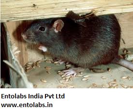 EntolabsPest's tweet image. Pest Control, Pest Control Chennai, Rodent (Rat/Mice) ControlRodent/..For more info visit... pestcontrolserviceinchennai.com/Pest-Control-P…