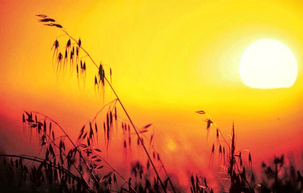 It’s going to be an absolute scorcher tomorrow, check out Agriculture Victoria’s facebook page for weather updates and tips 🔥