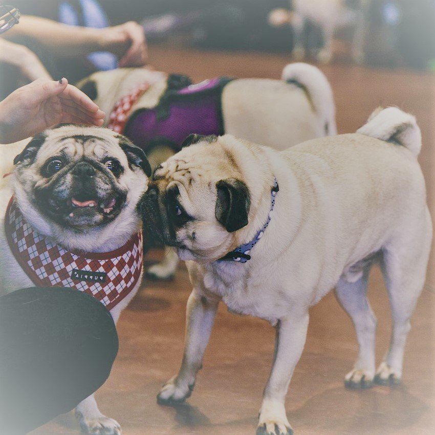 The collective noun for pugs is amazing...

It's a "grumble" of Pugs.