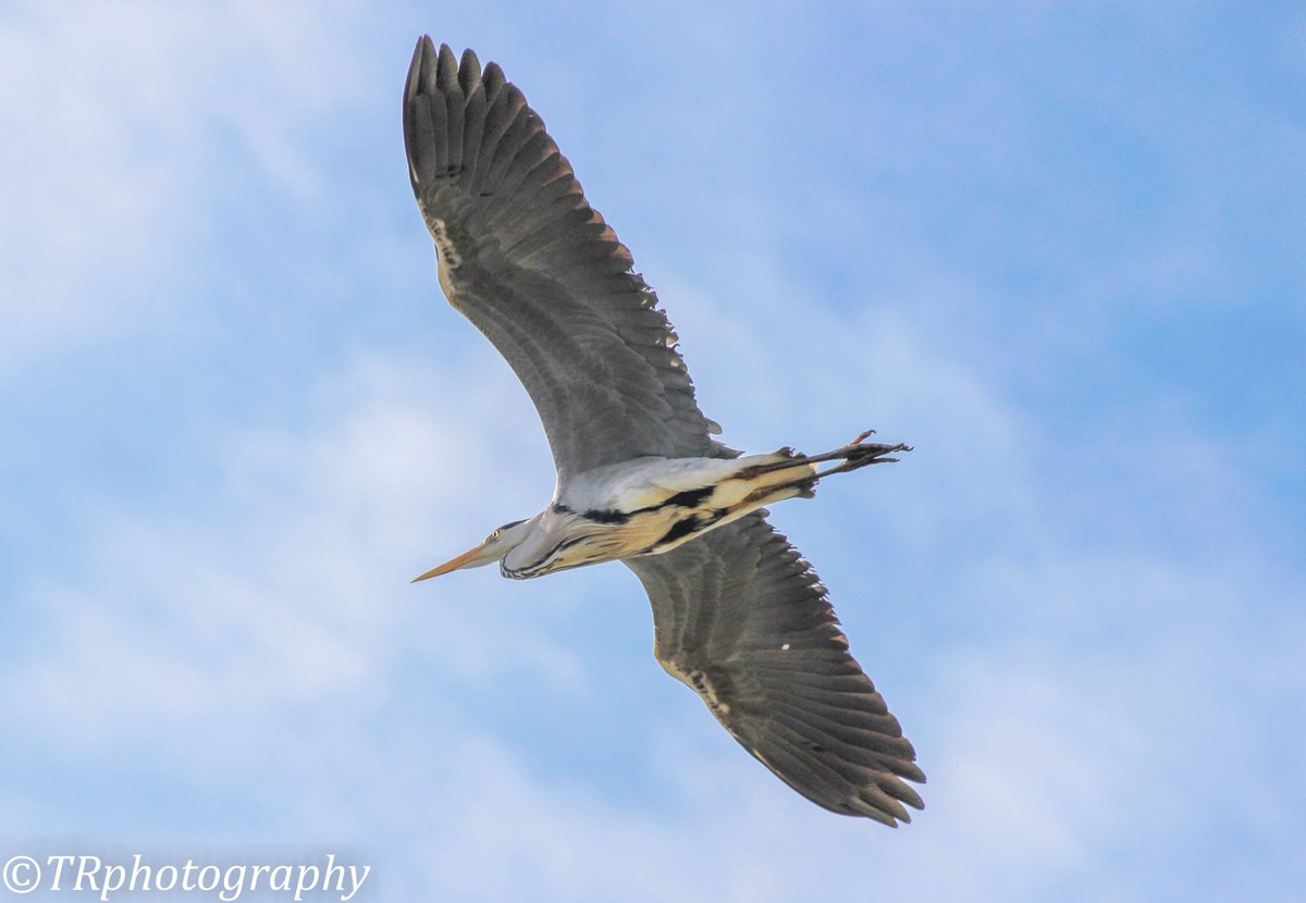 a heron flyby #Thurrock <a href="/wild_essex/">wild_essex</a> <a href="/wildlife_birds/">Bird Sightings</a> <a href="/Essex_Echo/">Essex Echo</a> @BBCCountryfile <a href="/HarroldTim/">Tim Harrold</a> <a href="/WildlifeMag/">BBC Wildlife</a>