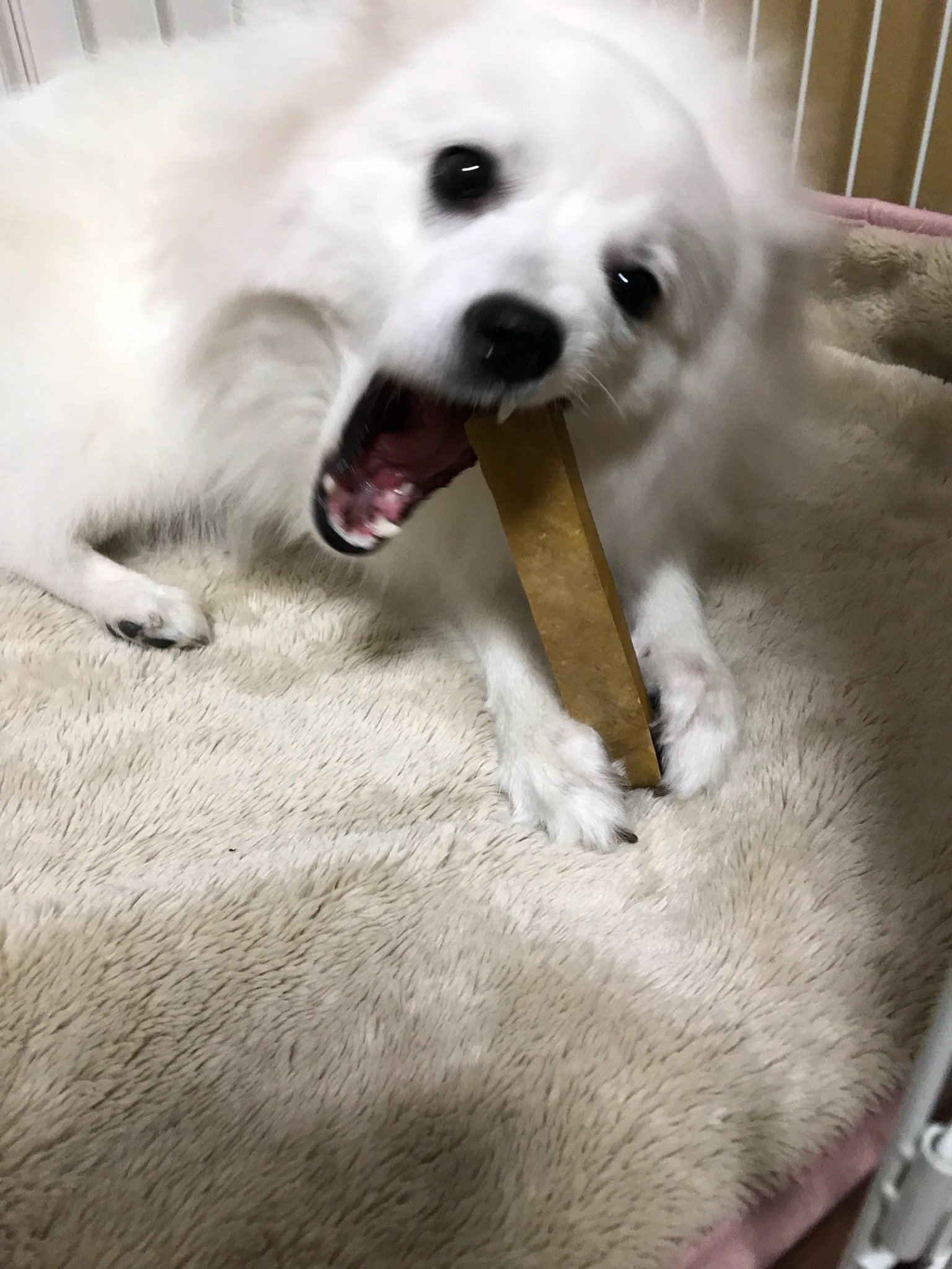 のんのの プリン 林檎 A Twitter ヒマチー初挑戦 随分気に入ったらしく ずーーっと凄い顔して食べてます それにしても木の玩具系なら瞬殺の林檎さんがここまで歯が立たないとは 恐るべしヒマチーー お値段以上 笑 でもシニアのプリンちゃんには買わなくて