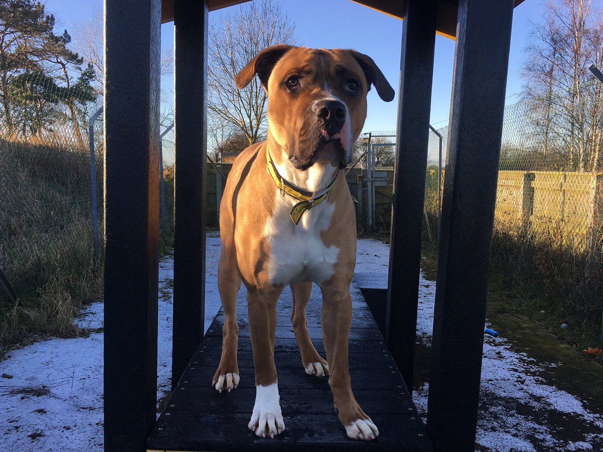 DT_Darlington's tweet image. Milo is sure his new family are on the horizon, this exhuberant &amp;amp; bouncy @DogsTrust #Darlington lad really needs some etiquette training but will be a fab project!!! #rescuedog #bouncydog #cutedog #dogoftheday