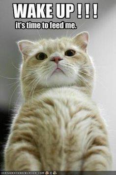 LexPanthor's tweet image. 