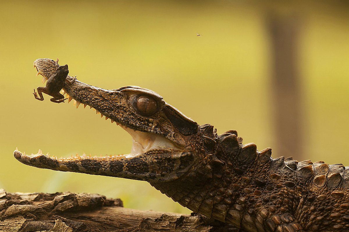 ViajaPrimeroEC's tweet photo. La Amazonía ecuatoriana es el centro de la fauna silvestre de nuestro país, donde podemos disfrutar del encanto de las aves amazónicas, las travesuras de los monos, la belleza de los loros, entre muchas otras especies.

#EcuadorTuLugarEnElMundo #ViajaPrimeroEcuador https://t.co/D4WfPkc0W6