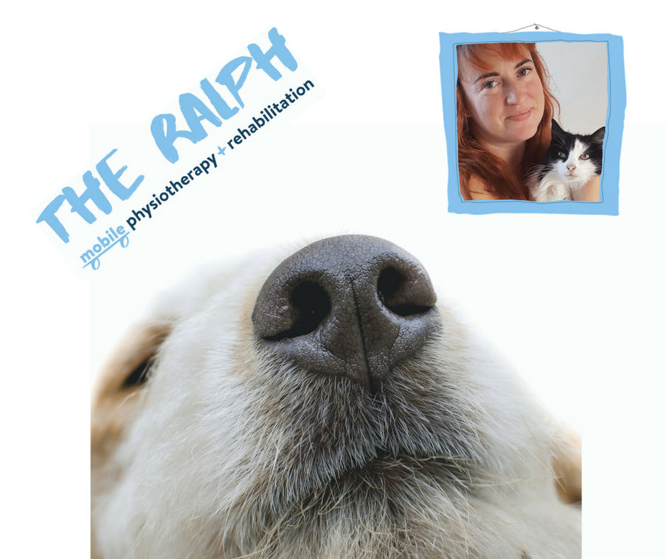 TheRalphMPRS's tweet photo. VetPhysioLife Ep. 31 with @Kimsheader and @VetEmCC. Kim updates on some of her regular patients post-holiday break. We hear about as 12y.o. #Weimaraner with lymphoedema. And discuss clinical reasoning.

https://t.co/1Q8E2deB53

#veterinary #vetphysio #ACPAT #animalphysio https://t.co/TXceZo4skD