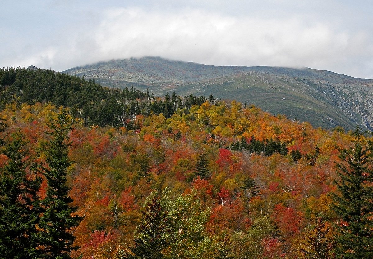 Is mass #timber really sustainable? ow.ly/Lic530hyDIS