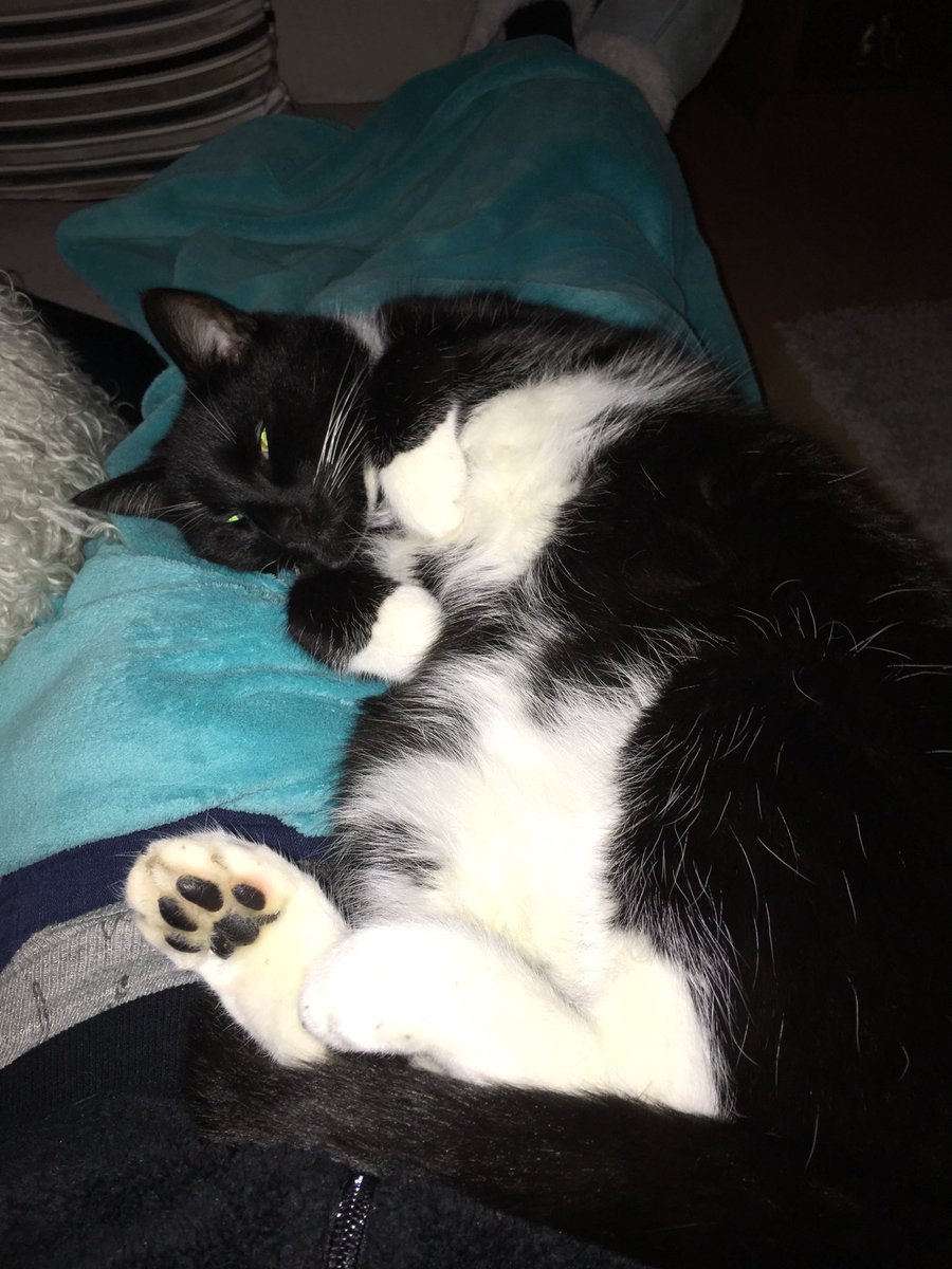 PoshNewton's tweet photo. “I can’t be on a diet Hooman, I’m wasting away!” #2018 #CatsOfTwitter #JellyBellyFriday @lucytuxedo @OliverTomCat @tuxedotrio @thecatfloor https://t.co/R0VwsXee9n