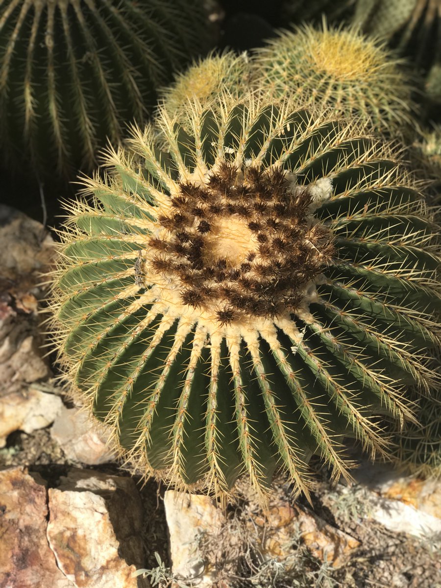 Tucson Botanical V Twitter Golden Barrel Cactus Is A Popular