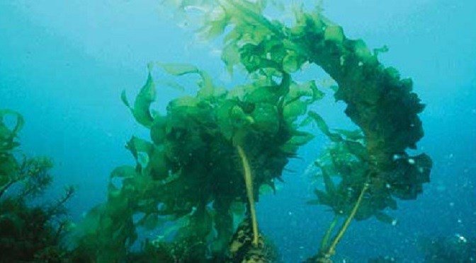 AlgaeWorldNews tweet picture