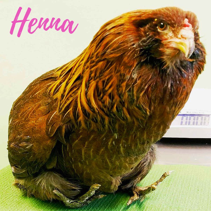 PoultryDVM's tweet image. Henna the hen who lost her legs to frostbite - goo.gl/KzP6o1 #WinterSafety #backyardchickens #ColdWeather