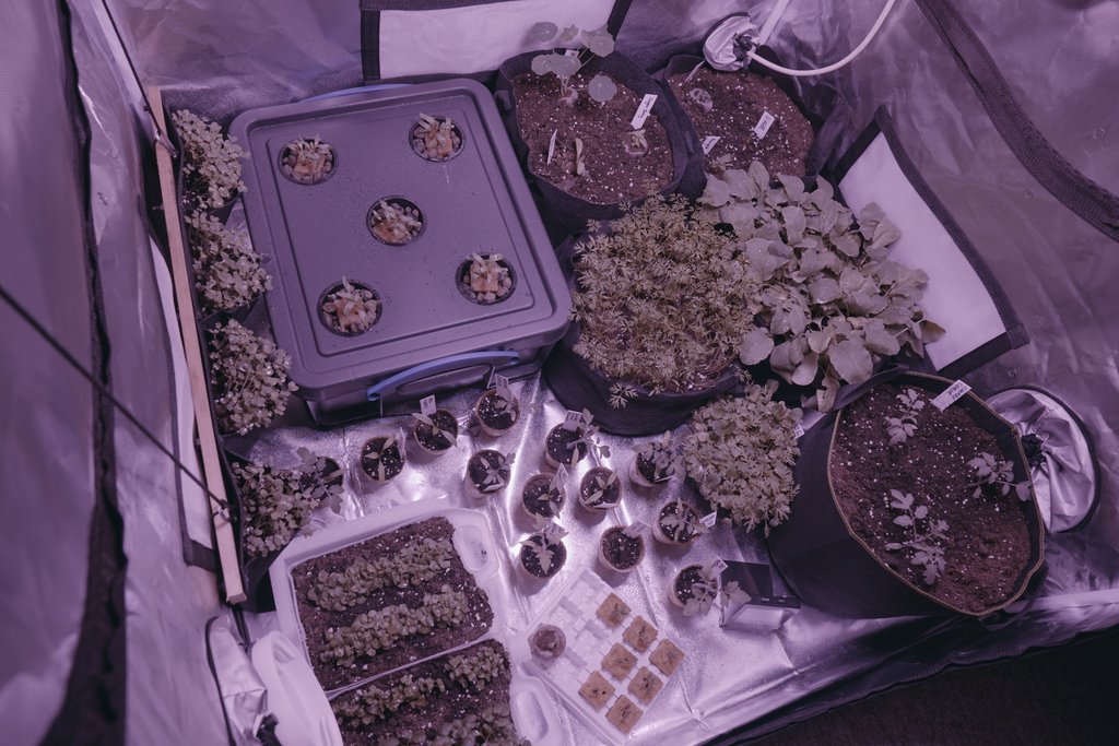 gr8thingstodo's tweet photo. End of month 1, our British-weather-defying indoor garden is doing pretty well! Pesticide free tomatoes, radish, carrots, spinach, edible flowers and plenty more! #Hydroponics #Pesticidefree #garden #organic https://t.co/STxsH7eypc