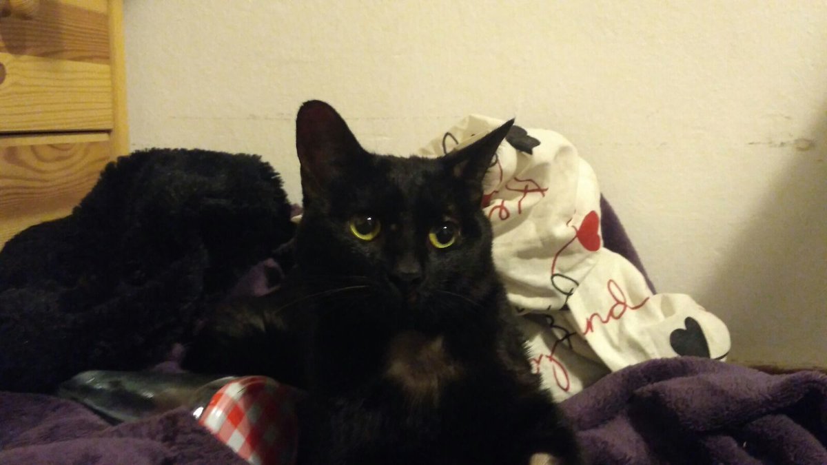 AleMu11er's tweet image. Gente de Twitter, os pido encarecidamente que aportéis vuestro granito de arena para ayudar a Lorca. Un rt no cuesta absolutamente nada. 

Abro pequeño hilo para contar su historia: