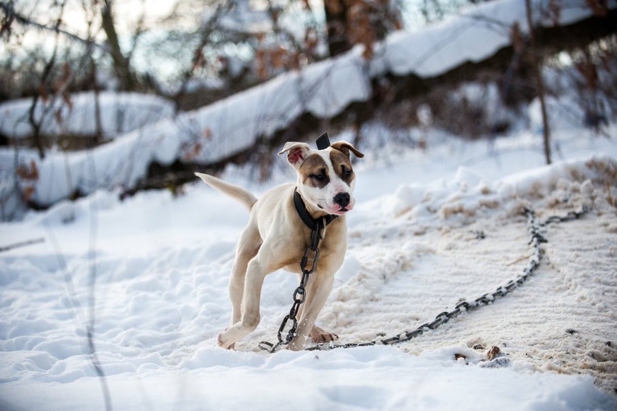 waynepacelle's tweet photo. If it’s too cold for you, it’s too cold for your animals. There should be no “outside” dogs when the mercury falls into the single digits or the teens. Keeping animals inside is a matter of life and death.  Keep your animals warm: https://t.co/HBKc7reR3F https://t.co/mhrRyrrFlH