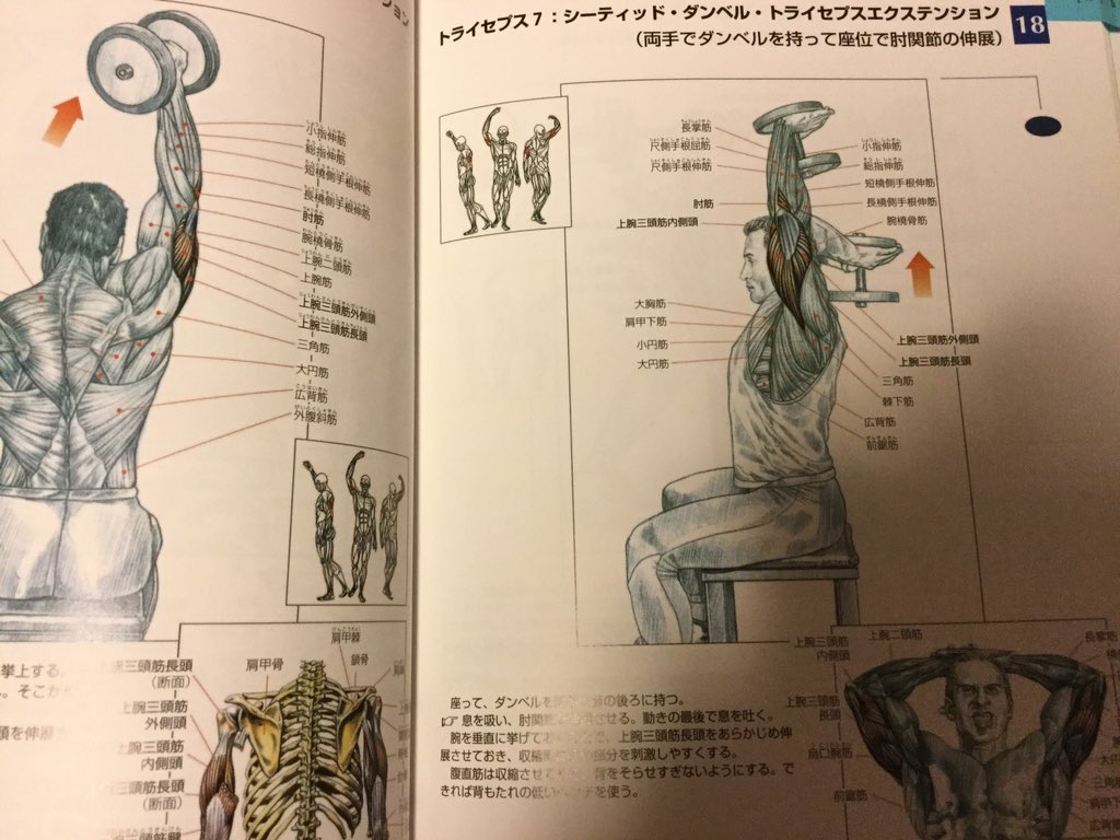 青色イリコ على تويتر まだジム始めできてないので家トレ 初期に買ったトレーニング本ですが どこの筋肉に効かせるかの図が載っててわかりやすいし動作の図もあって重宝しています 三頭 二の腕 はダンベルトレーニングでかなり引き締まりますよ T Co