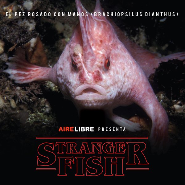 RevAireLibre's tweet photo. 😱Hoy te presentamos una #serie... una serie de peces extrañamente alucinantes. #StrangerFish

👉En el capítulo de hoy: El #pez rosado con manos

Conocé más en https://t.co/bPXWTDQ7Uk

Fuente: @RevistaNatGeo 

#BuenViernes #StrangerThings #Pesca #Pescadores #AireLibre #naturaleza https://t.co/mbCQcyhM8j