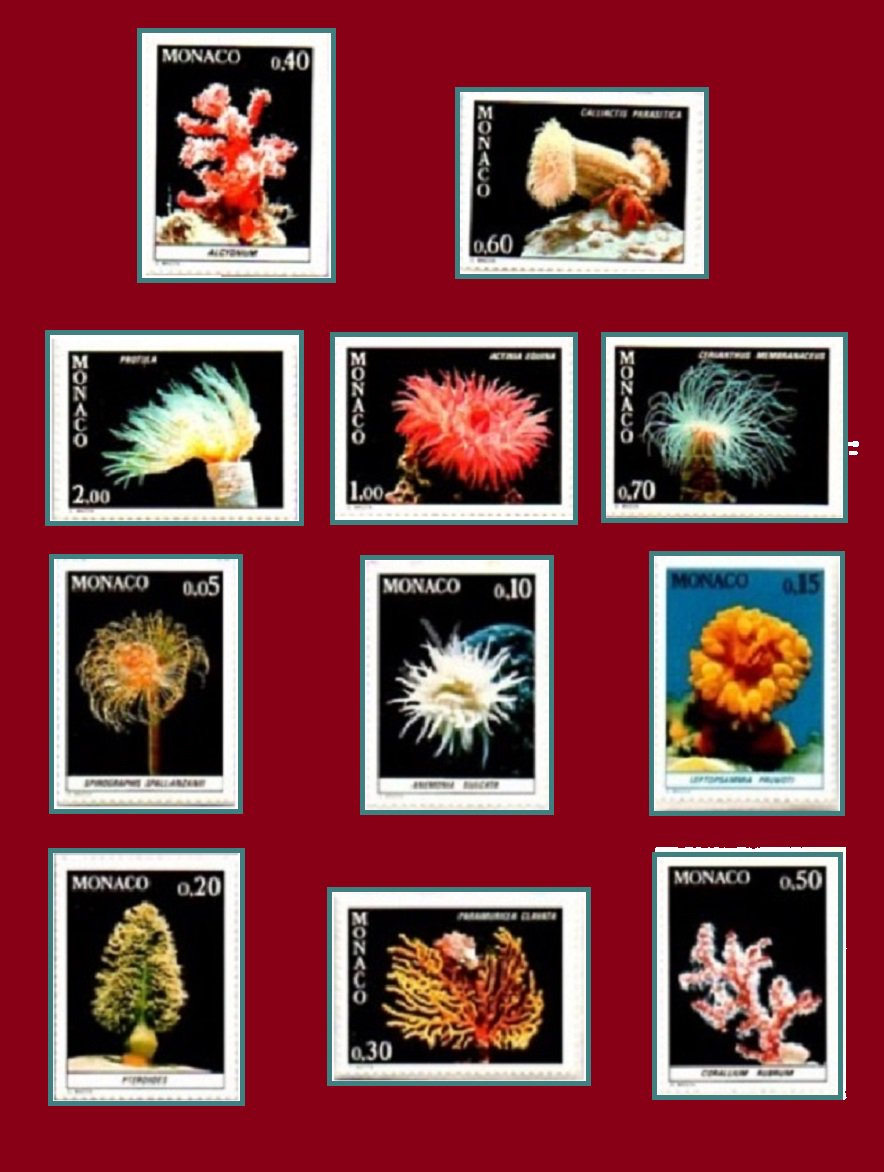 barbierjeanf's tweet photo. Coral, sea anemone, .. Fauna of the Mediterranean. Series 11 stamps Monaco 1980. Vintage.
https://t.co/ovbsJweTvZ
#JFBstamp #ArtandCollections #postageStamps #philatelic #uniquepiece #photocomposition #giftman #Completeseries #vintagestamp #marinefauna #madeinFrance https://t.co/pszug5D3YE