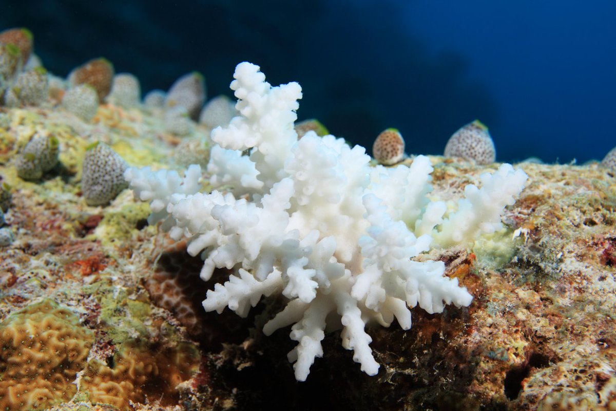 In a paper published today in @sciencemagazine, research by Prof. Terry Hughes @profterryhughes and collaborators, including Prof. Michael Berumen (<a href="/MLBerumen/">Michael Berumen</a>) from #KAUST, reveals #coralbleaching events occur at intervals less than half as long as before. kaust.news/2m1PwSz