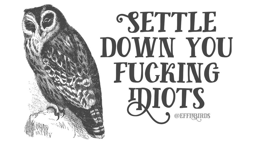 EffinBirds's tweet photo. Happy #NationalBirdDay https://t.co/QjOLdK5Nhm
