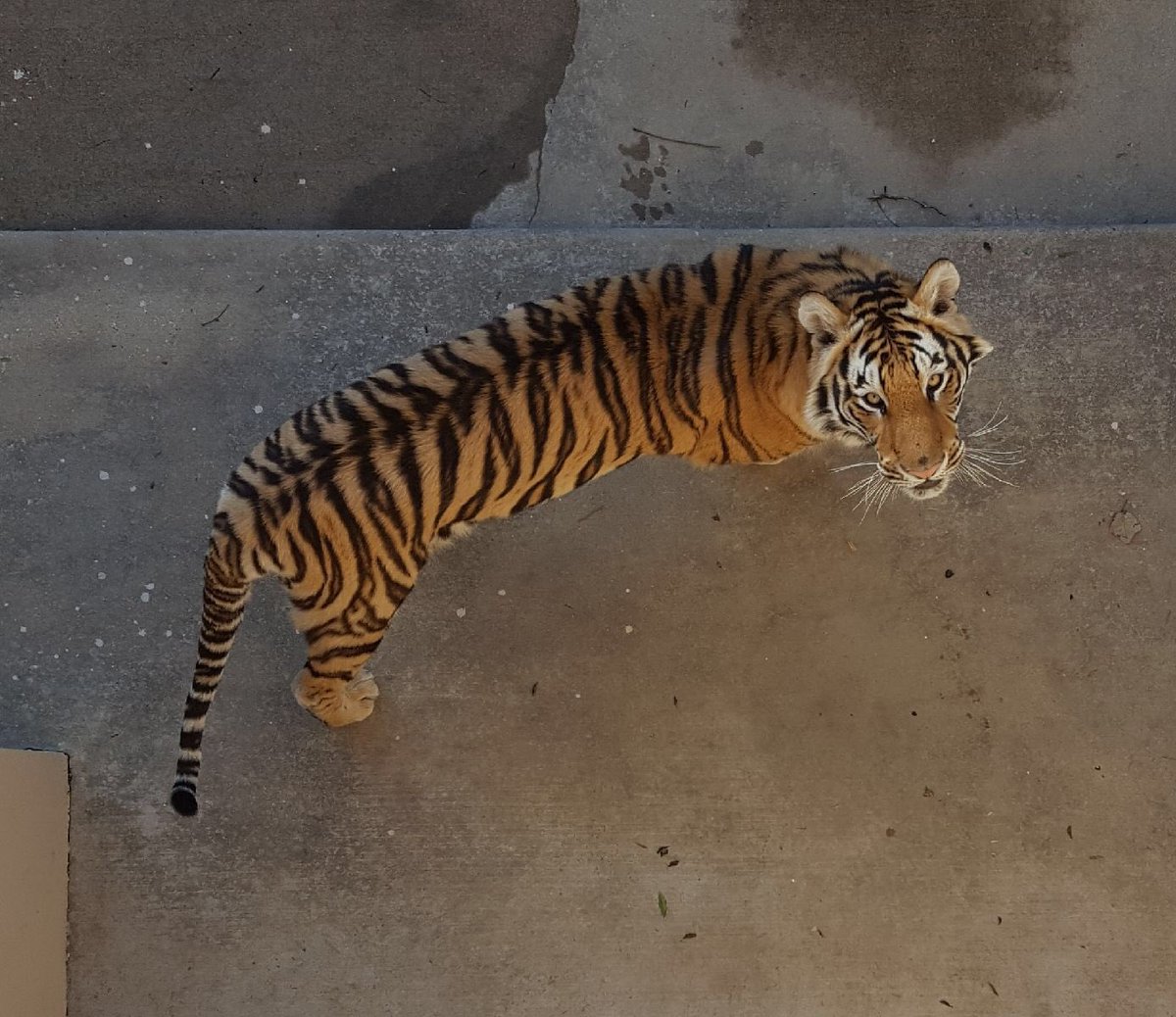 Things are looking up, Tigers!