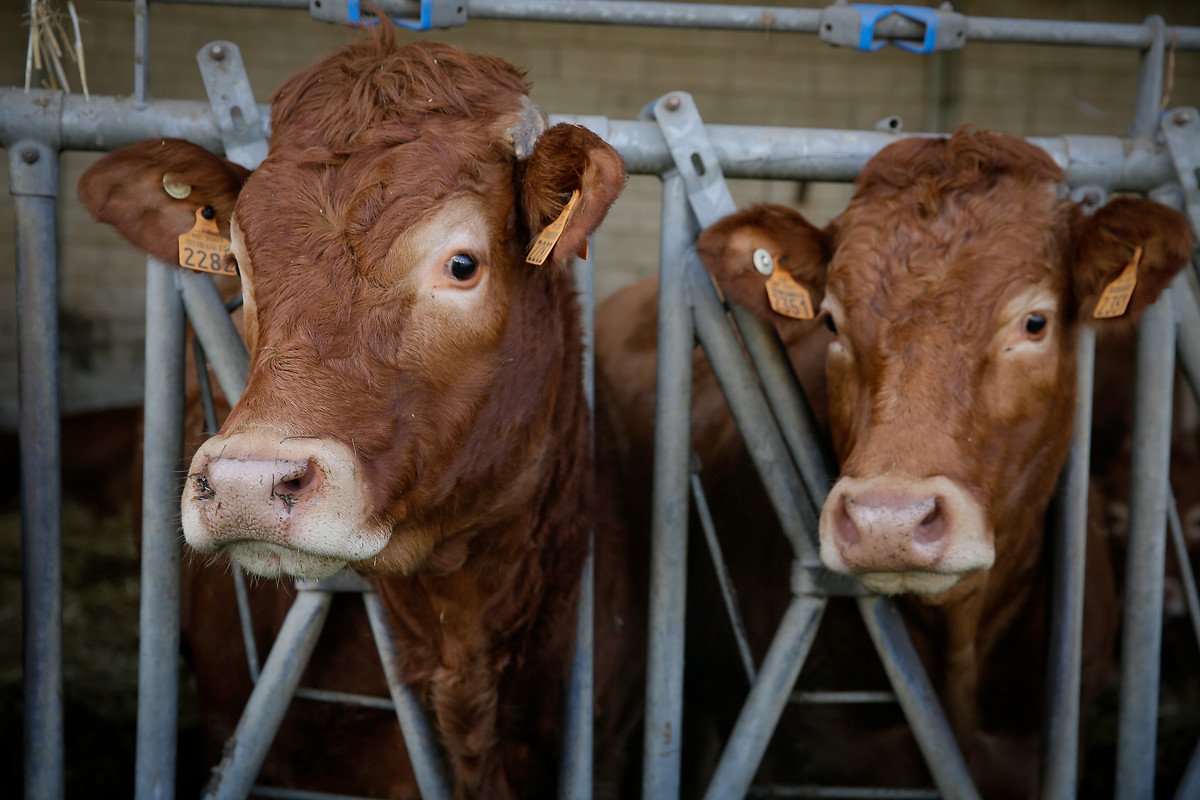 Comment promouvoir une #méthanisation agricole pérenne et créatrice de valeur ajoutée pour les #territoires ? Retour sur le partenariat signé par #GRDF avec la <a href="/FNSEA/">La FNSEA</a>, <a href="/AAMF_biogaz/">AAMF</a>, <a href="/ChambagriFrance/">Chambres d'agriculture France</a> et @GRTgaz. 
➡ grdf.fr/actualites/grd…
#BioMéthane #GazRenouvable
