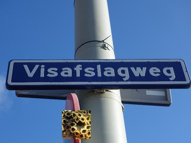 Hoop dat iedereen in #2018 de "weg" naar gezonde #vis weer kan vinden op o.a.  #VrijdagVisdag