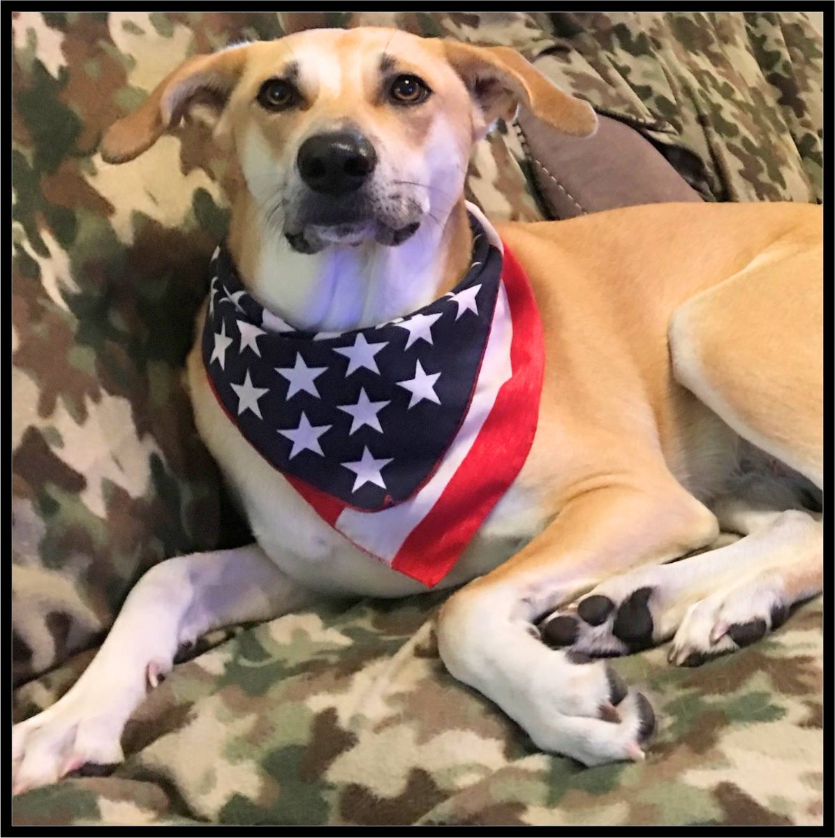 StuartPetSupply's tweet photo. Meet Bianca! She is a desert dog from Kuwait now living the good life in Texas! #Bianca #Kuwait #StuartPetSupply #Texas #TX https://t.co/gGzVIRo5Yz 🇺🇸 https://t.co/EBrIHGb3PL