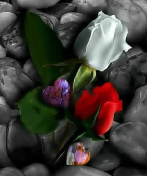 <a href="/amirakhamis5/">ملكه الرومانسيه</a> #فخور حرفي أن قدر أن يلامس أرواحكم..ما أجمل مسائي بطيب تواجدك..#لك مني بافات ود لا تذبل ..مودتي ...انرتي قلبي..ملكه الرومانسيه