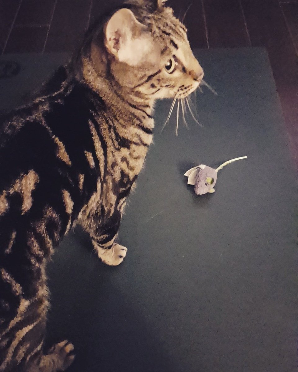 TierneyOicle's tweet photo. Day # 4 of #YWATRUE With a little help from my friend 😻✌🏻🕉 #lifewithloki #findingbalance https://t.co/jPv0mGI0Wd