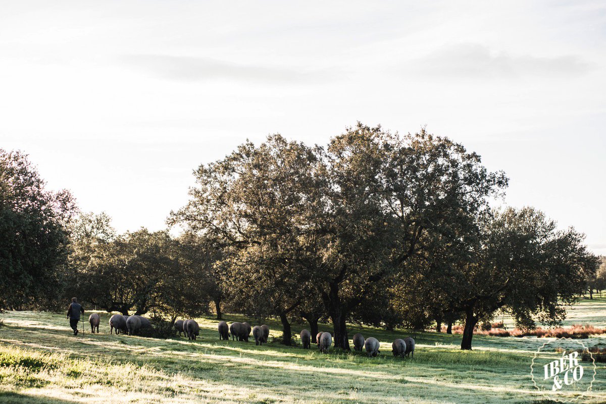 CortadorMaestro's tweet photo. Our "porquero"(swineherd-pig farmer) walking around looking for the bellotas (acorns). Montanera Season started in October.

El porquero caminando en busca de la bellota. La montonera comenzó en octubre. https://t.co/OzzRKRfTWP