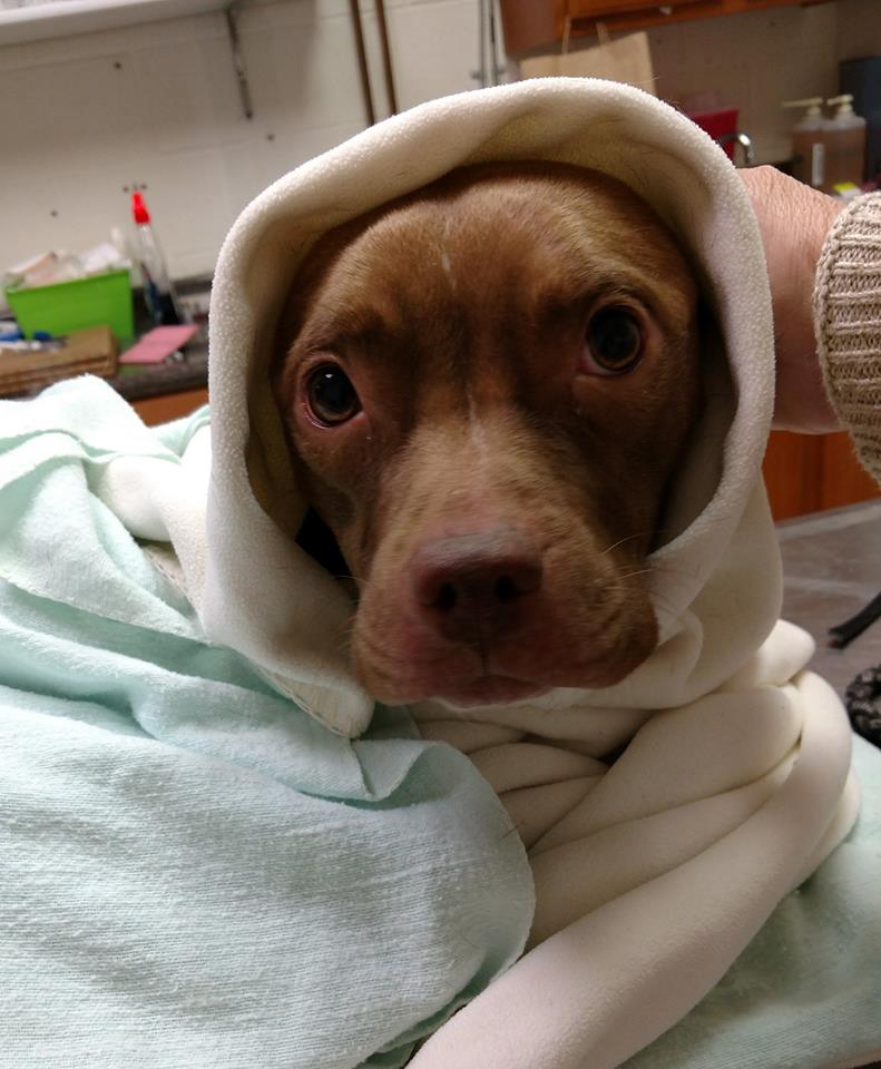 pattikerr's tweet image. About a dog named Grace.  Gratitude to those who are caring for her.  Let's keep the safe and keep them warm. If you see something, say or do something magical-dogs.com/saving-grace/