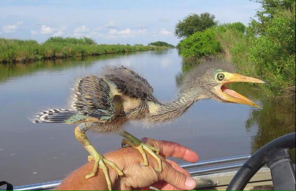 It's #NationalBirdDay, so here's a baby blue heron, especially for anyone who wonders what happened to the dinosaurs.