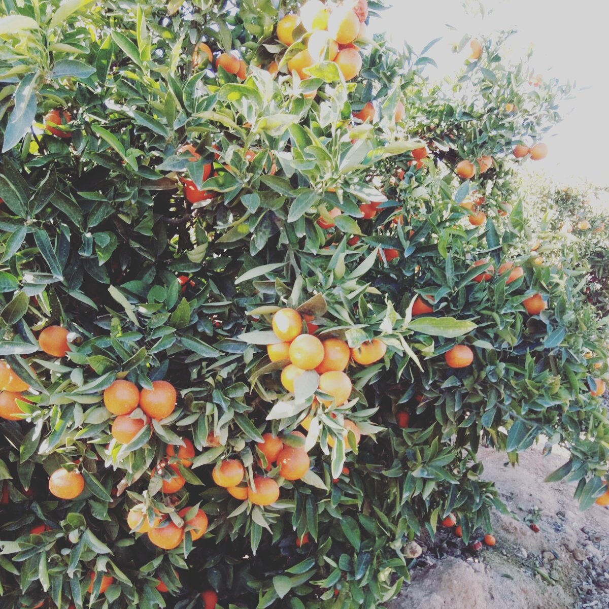 Ya en 2018 y con las pilas cargadas terminamos la cosecha de pomelo y continuamos con el limón fino y la clemenvilla  #citriculture #pomelo #suresco #grapefruit #lemon #limon #spain #globalgapmember #grasp #brcfoodcertificated #ifsfood