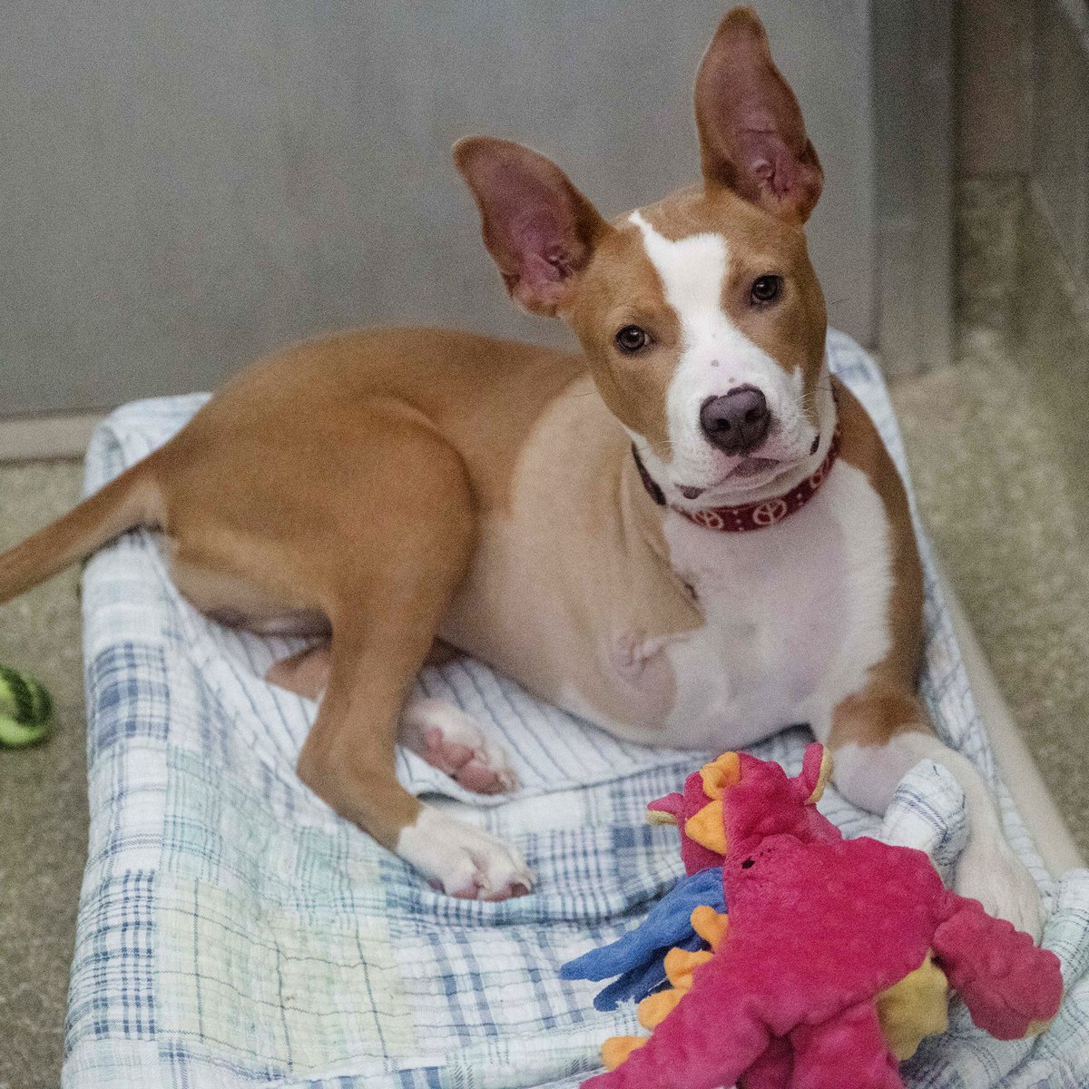 pet adoption centers bronx