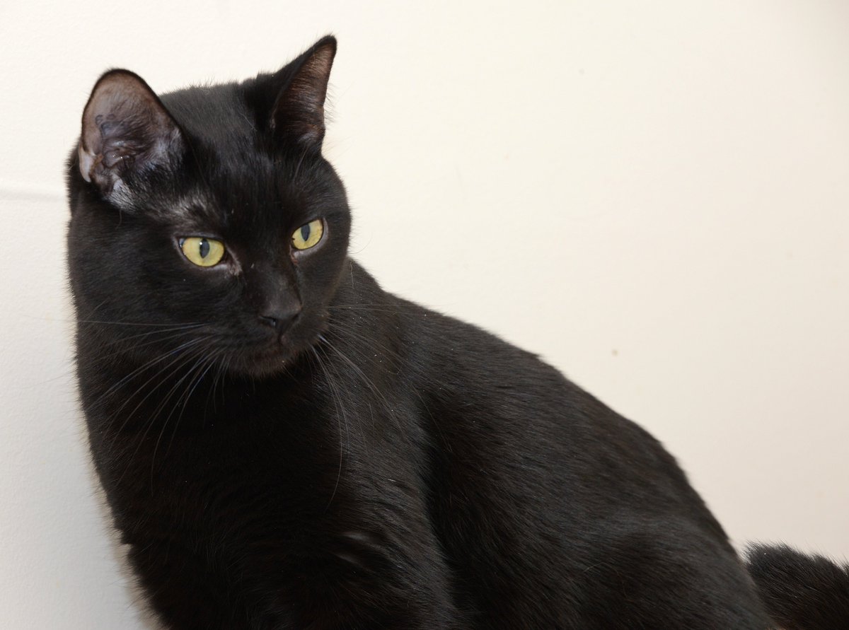 ChwkSafeHaven's tweet photo. #GoodMorning #CatsOfTwitter from Andy & all the #SafeHavenCats on #BlackCatFriday! It is also #NationalBirdDay! #CatsBirdWatching #CatsAtWindows Did you know that the cat's mouth moves in sync with the birds beak when #CatChattering! Visit us today & see all our pretty #BlackCats https://t.co/aeSHoPbPKE