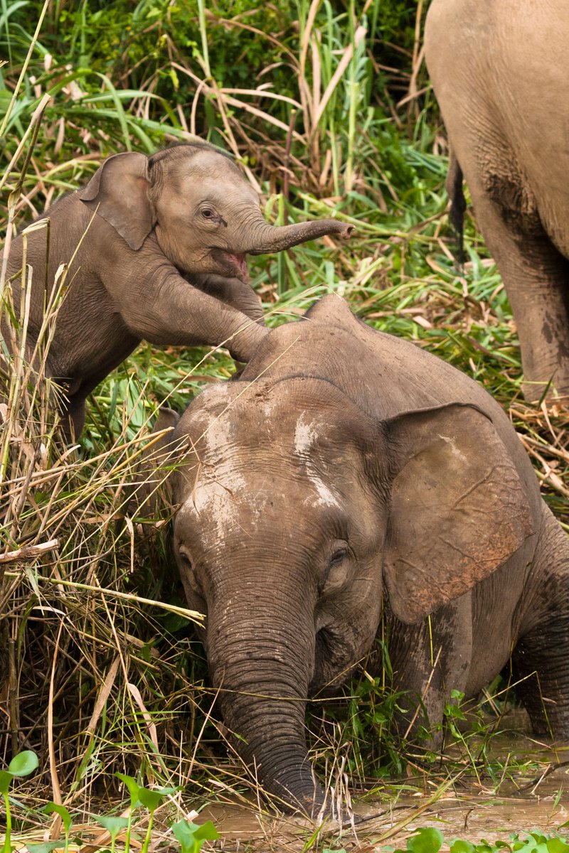 elephantfamily's tweet photo. You've made it through the first week of the year - Happy Elephant Friday! Photo © Tun-Min Poh #elephantfriday #fridayfeeling https://t.co/kvdutSJCFg