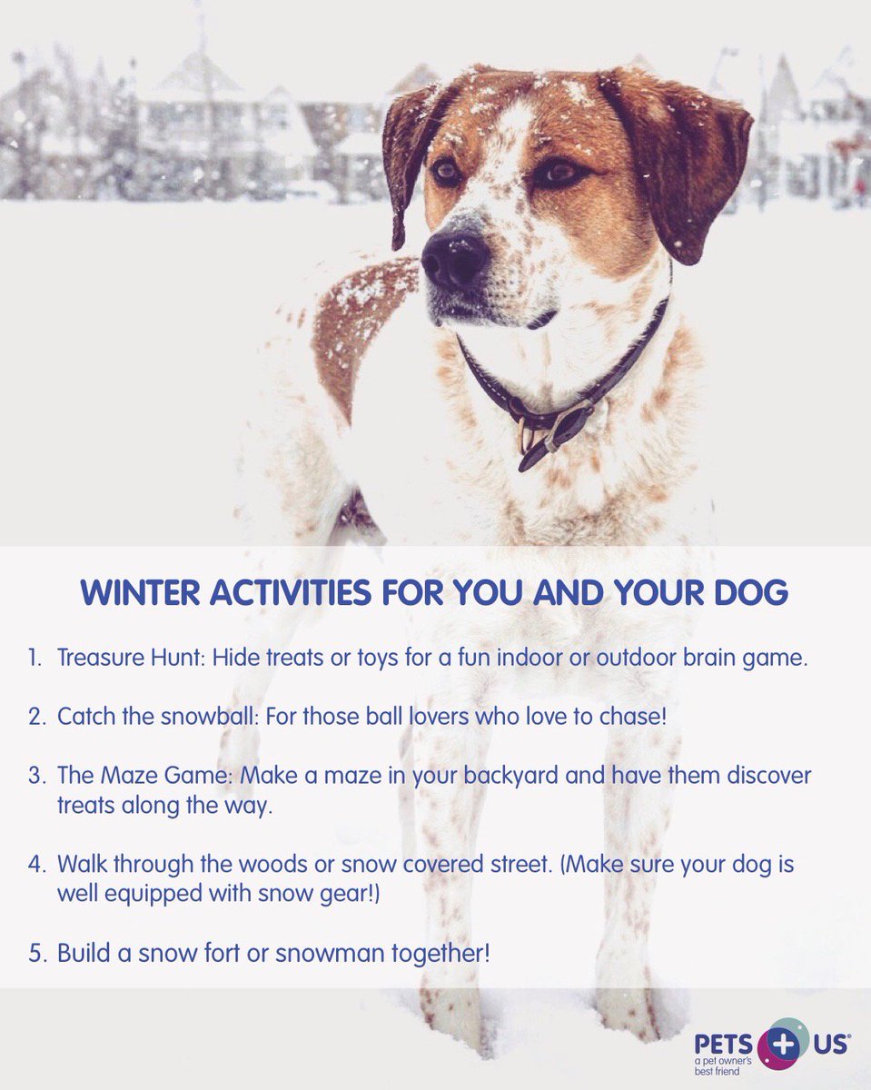 should you walk your dog in the snow