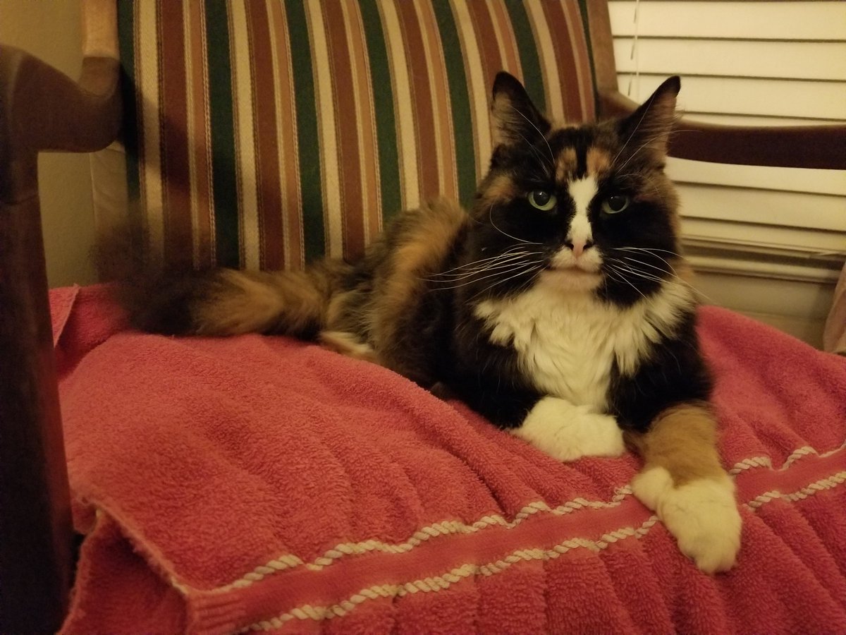 HSCYAP's tweet image. #HSCAlumni Update:

Check out Maev in her new home. She particularly loves sleeping next to her new mom!