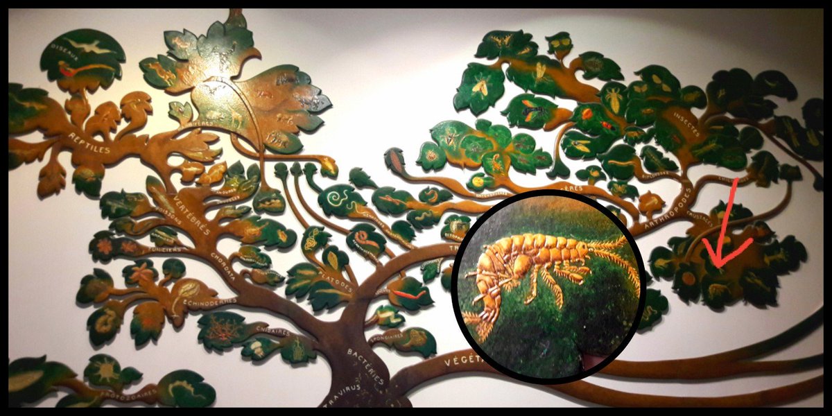 SophieLabaude's tweet photo. Gammarids from Nancy's Museum of Natural History. Giant one in the tree of life and very old real ones from Britain :D
#gammarids #crustaceans https://t.co/v3BWKlb198