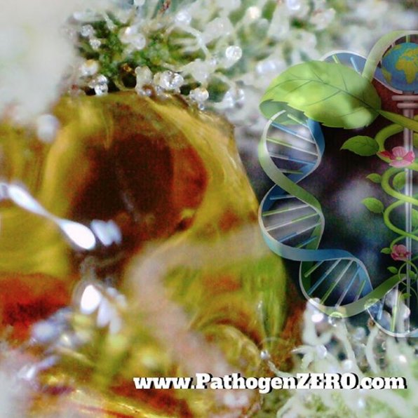 PathogenZero's tweet image. Happy Friday from PathogenZERO! 

From seed to harvest protect your grow room with PathogenZERO:
◦ No Need For Masks
◦ No Special Clothing
◦ No Chemicals
◦ No Alcohol 

Learn more today: PathogenZERO.com