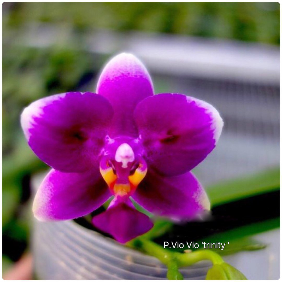 4m1nHiXcTlX7XT1's tweet photo. Сбор подростков орхидеек!
#Угледар #фаленопсис #orchids #byutiful #flowers #Павловка #Никольское #Волноваха #орхидеиугледар https://t.co/Taox2v27OD