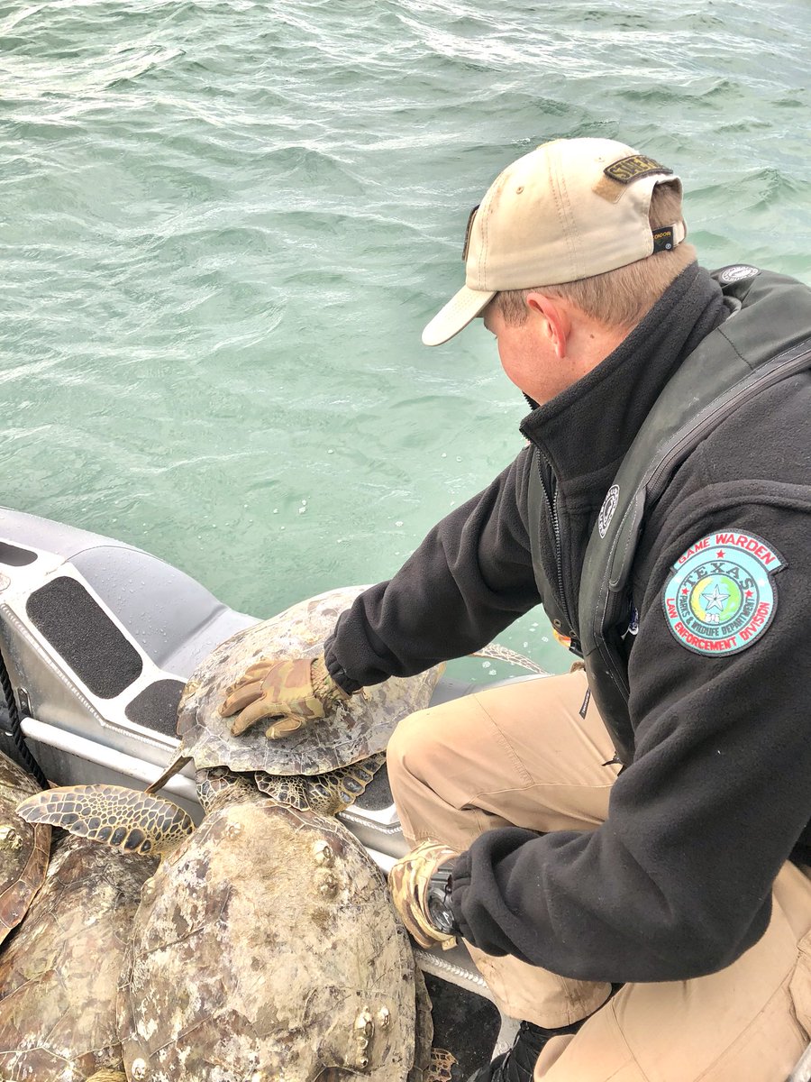 Calhoun County Texas Game Wardens releasing warmed sea turtles back into the Gulf of Mexico. We appreciate all the organizations involved in helping these majestic creatures during the recent cold snap.