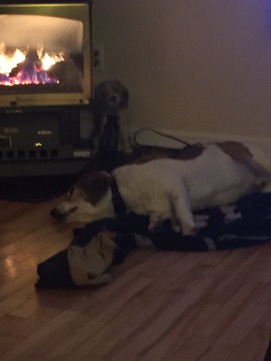 BusterBeagle's tweet photo. Enjoying the heat...on a day that is -20 C. https://t.co/DMaYPlpeow