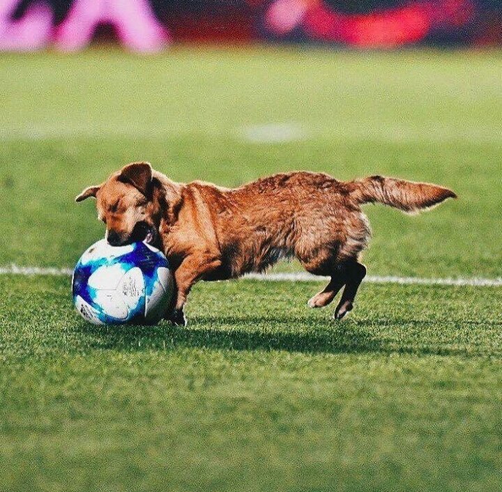 mundodabola's tweet photo. Duas coisas que nunca irão trair você. https://t.co/mFAZxgAdVW