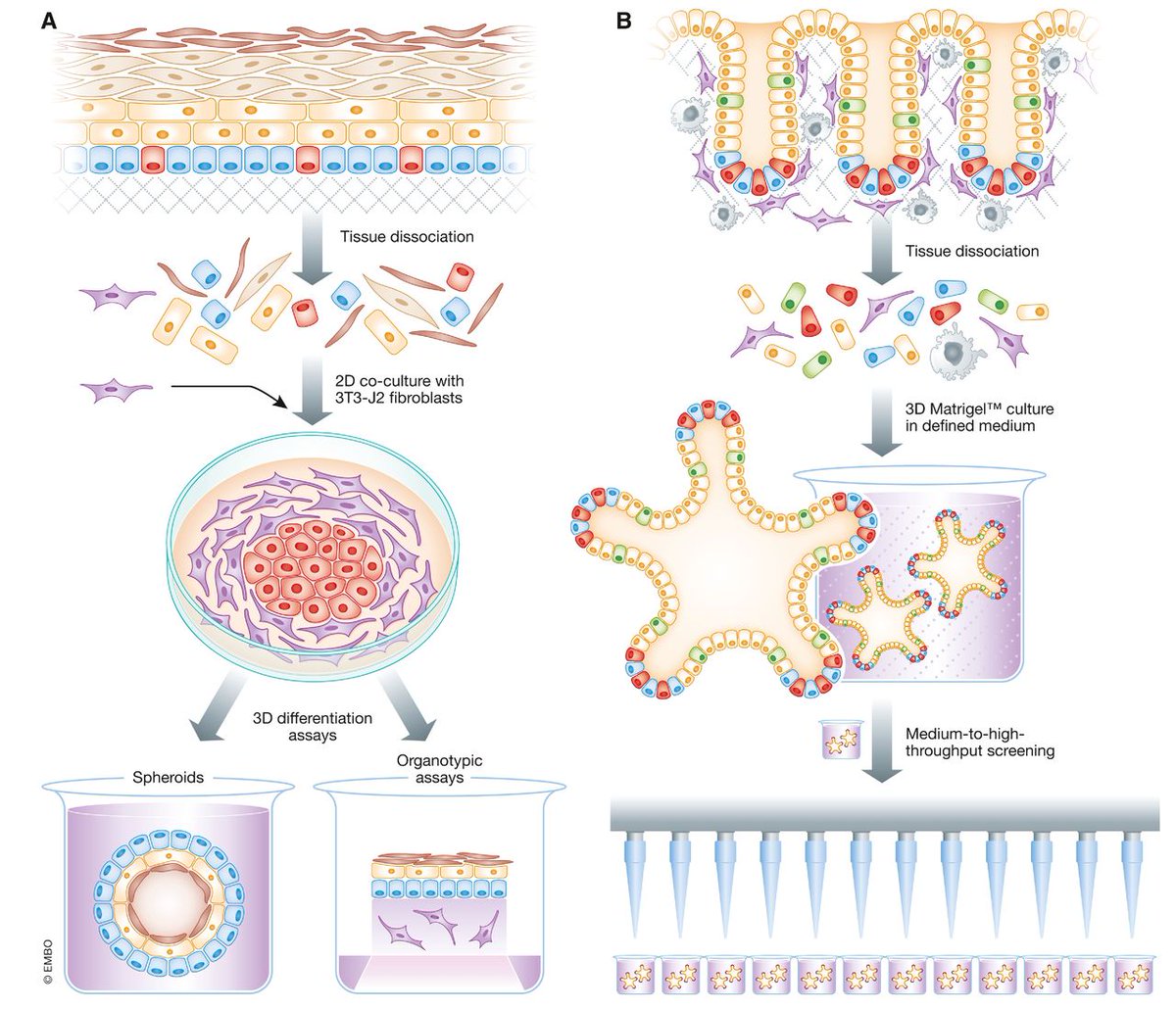 Stemcell Organoids On Twitter Review Regenerating Human