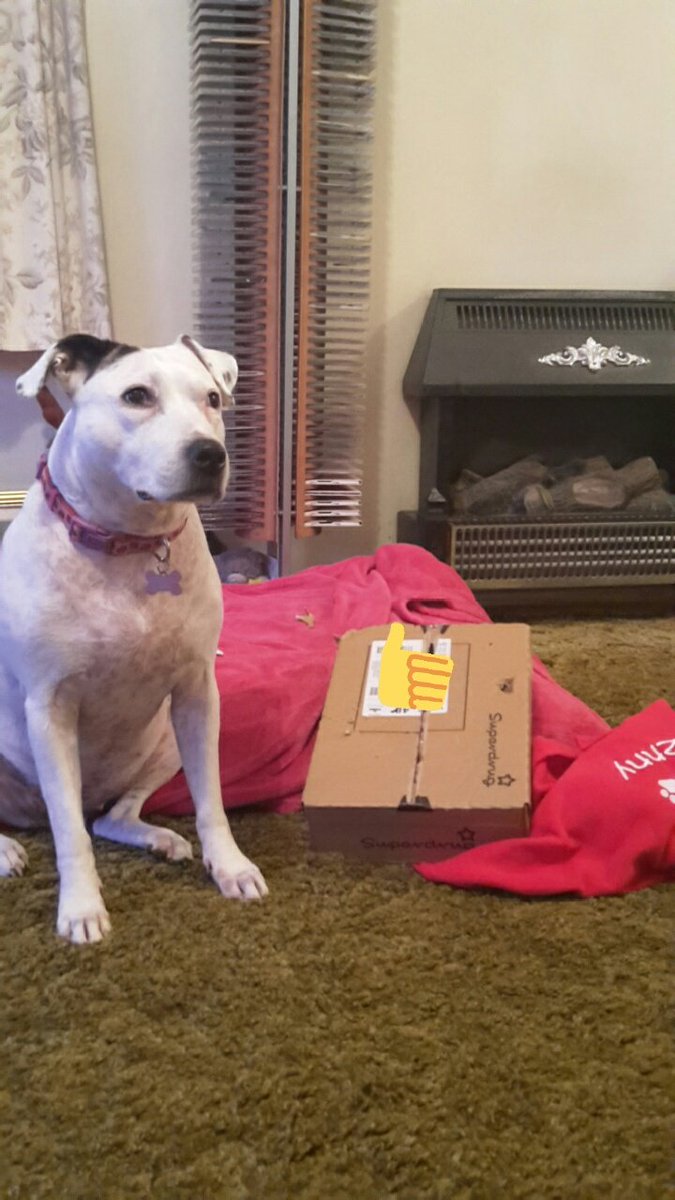 Penny_theDog1's tweet image. Guess who decided to help open human's parcel today... #messy #destructive #MissionIncomplete #CantDoIt #dogs #dogslife #WatchaGotThere @DogsTrust @BDCH @superdrug #helping #WhosAGoodDog