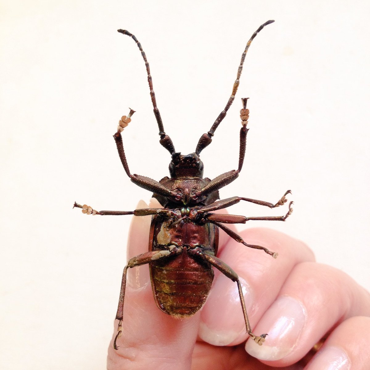 Sally Ann Spence On Twitter Just When You Thought You D Seen All The Cool Stuff On Twitter Today Here S An Insect With More Than Six Legs In Morethanadodo Coll Https T Co Tppwioxst3