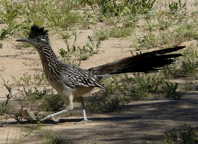 St. Clement of Rome tweet media