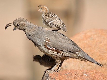 St. Clement of Rome tweet media